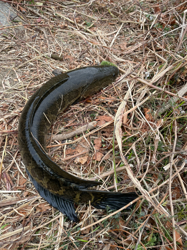 ライギョの釣果