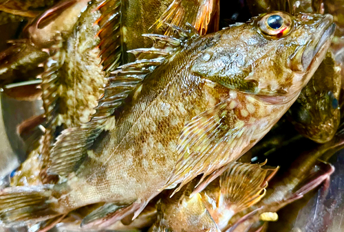 カサゴの釣果