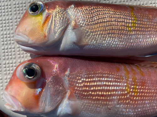 アマダイの釣果