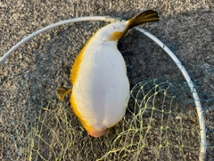 フグの釣果