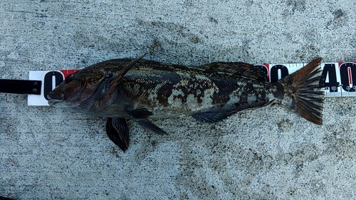 アイナメの釣果