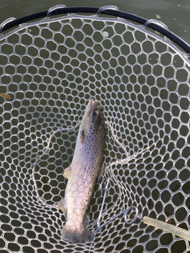 ブラウントラウトの釣果