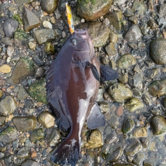 ヤミハタの釣果