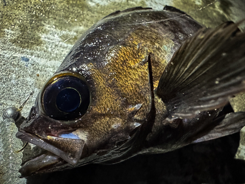 メバルの釣果