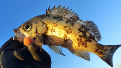 クロメバルの釣果