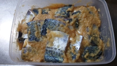 サゴシの釣果