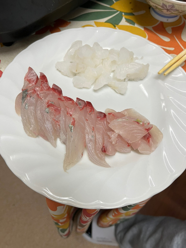 オニカサゴの釣果