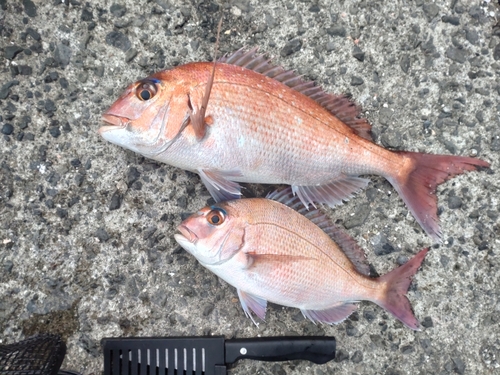 マダイの釣果