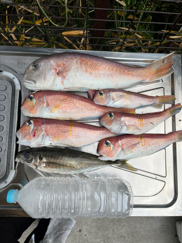 シロアマダイの釣果