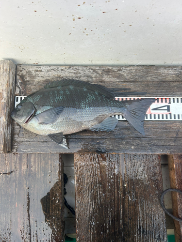 クチブトグレの釣果