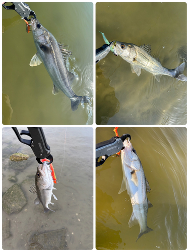 シーバスの釣果