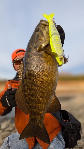 スモールマウスバスの釣果