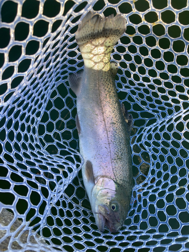 ニジマスの釣果