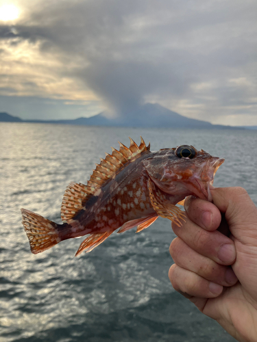 アラカブの釣果