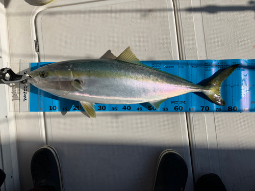 ブリの釣果