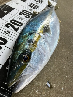 ヒラマサの釣果