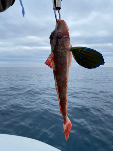 ホウボウの釣果