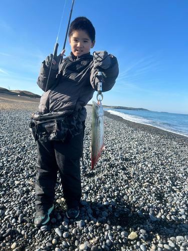 サゴシの釣果