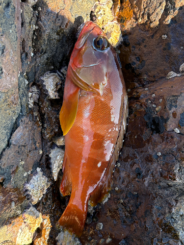 アカハタの釣果