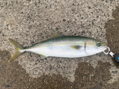 ハマチの釣果