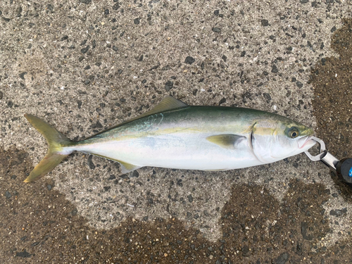 ハマチの釣果