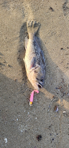 クロソイの釣果