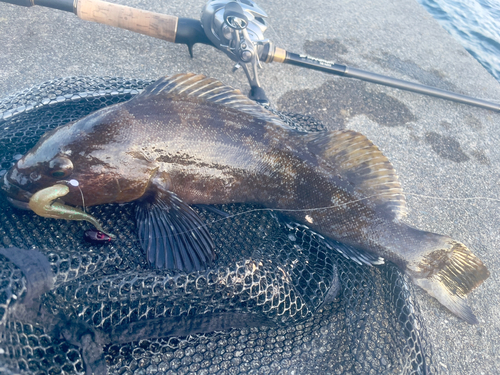 アイナメの釣果