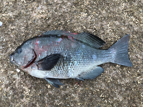 グレの釣果