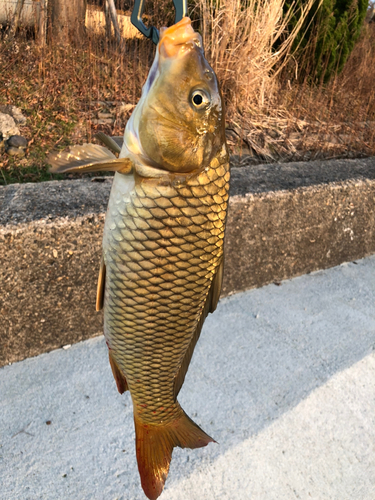 コイの釣果