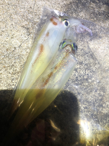 ヤリイカの釣果