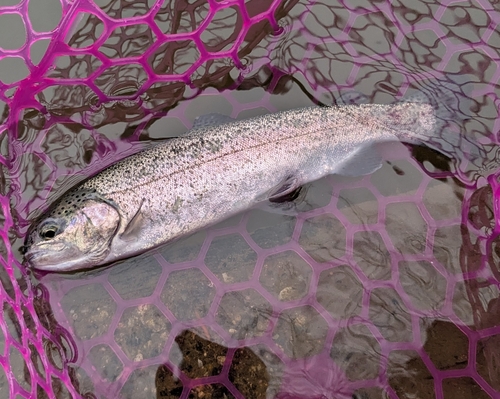 ニジマスの釣果