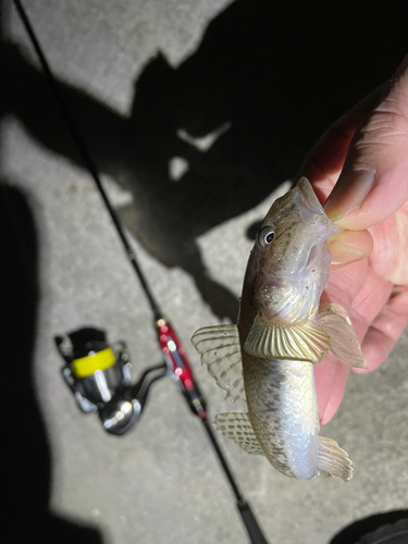 マハゼの釣果