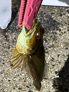 アナハゼの釣果