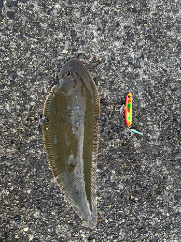 シタビラメの釣果