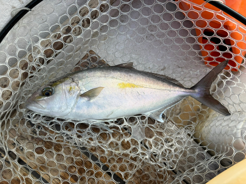 ショゴの釣果