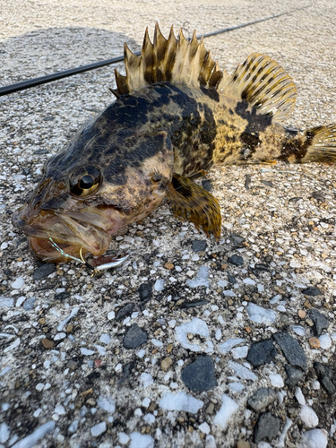 タケノコメバルの釣果