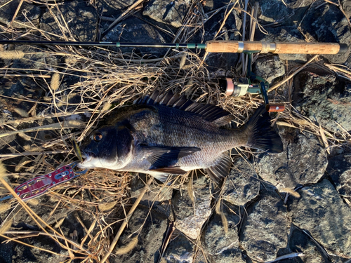 チヌの釣果