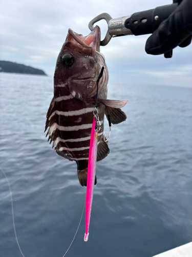 マハタの釣果