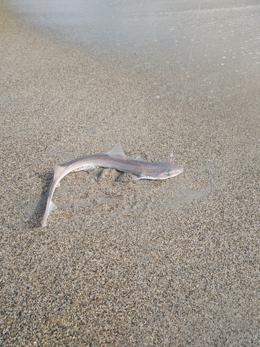 サメの釣果