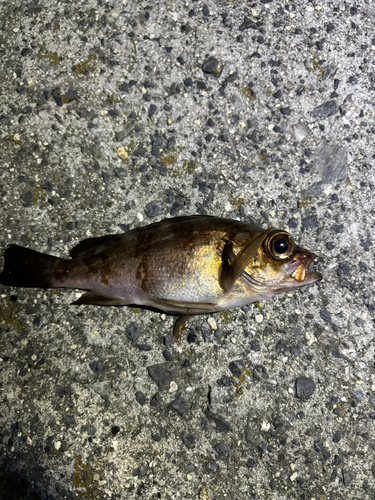 メバルの釣果