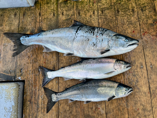 サクラマスの釣果