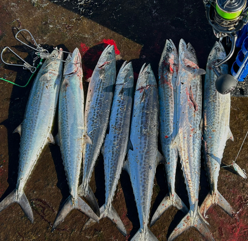 サゴシの釣果