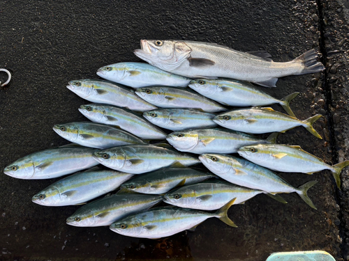 ハマチの釣果