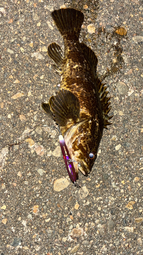 タケノコメバルの釣果