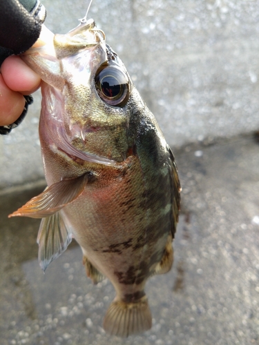 メバルの釣果