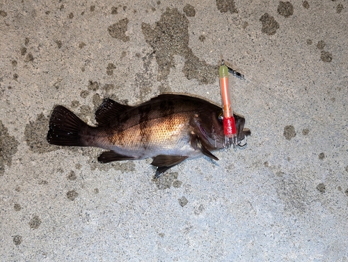 メバルの釣果