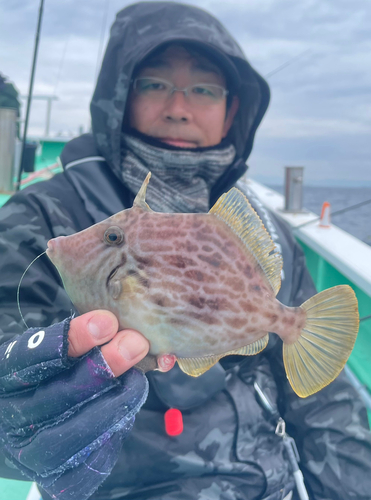 カワハギの釣果