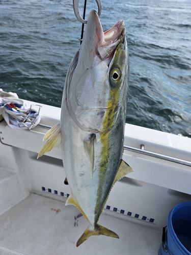 ブリの釣果