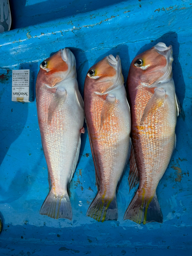 アマダイの釣果