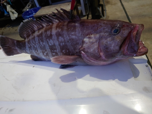 マハタの釣果